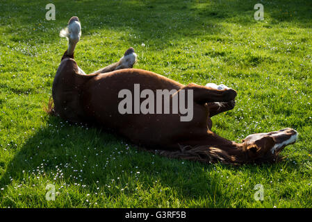 Pony di castagno avente un rullo in un campo erboso su una sera d'estate. Foto Stock