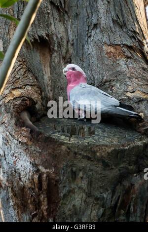 Un galah rosa-breasted Cockatoo in una struttura ad albero in NSW, Australia Foto Stock