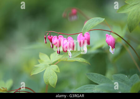 Foto macro di fiori rosa albero mandrino su sfondo verde Foto Stock
