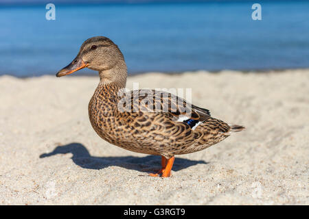 Duck passeggiate lungo il lago Tahoe litorale. Foto Stock