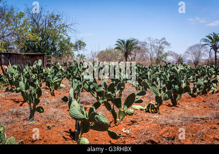 Coltivate di smidollati ficodindia cactus, Willem van Cotthem, Chapada Diamantina, Bahia, Brasile Foto Stock