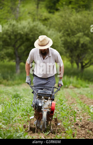 Giovane agricoltore ripulendo dalle erbacce in un campo di mais con un timone motorizzato Foto Stock