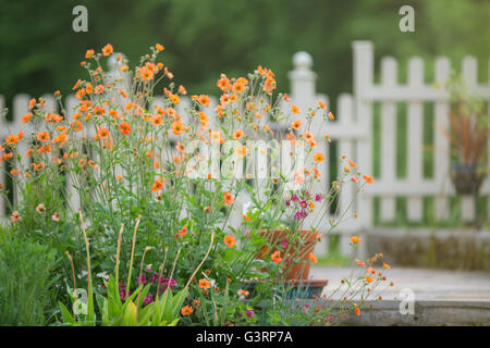 Orange Geum fiori in un giardino cottage in Galles. Foto Stock