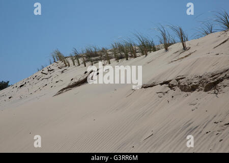 Marram grass ammophila sp piantati su dune dune de pilat Francia meridionale Foto Stock