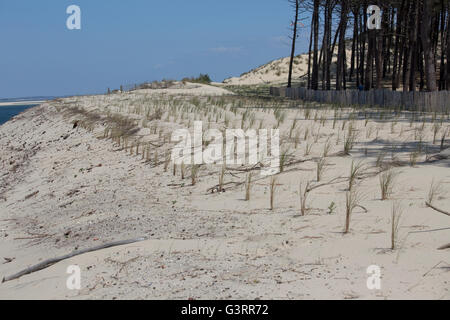 Marram grass ammophila sp piantati per aiutare a stabilizzare le dune di sabbia duna del Pyla Francia meridionale Foto Stock