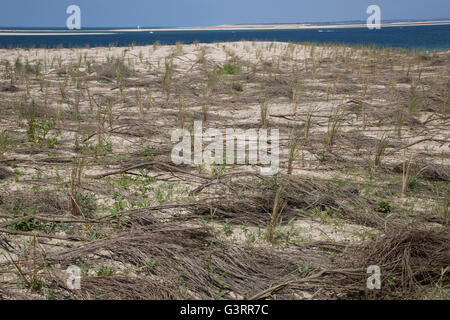 Marram grass Ammophila sp piantati per aiutare a stabilizzare le dune di sabbia Dune de Pilat Francia meridionale Foto Stock