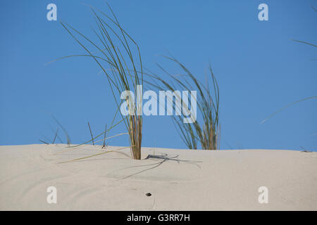 Marram grass ammophila sp piantati per aiutare a stabilizzare le dune di sabbia del Grande Duna del Pyla Francia meridionale Foto Stock