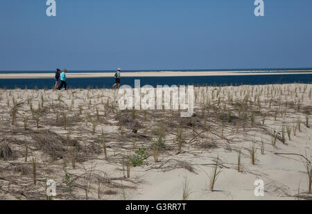 La gente camminare attraverso l'area protetta con erba Marram Ammophila sp piantati per aiutare stablise dune di sabbia Grande Duna del Pyla Dun Foto Stock