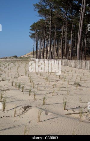 Marram grass Ammophila sp piantati per aiutare a stabilizzare le dune Dune de Pilat Francia meridionale Foto Stock