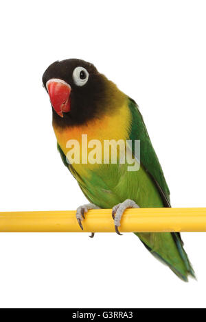 Un bel pappagallo verde lovebird isolati su sfondo bianco Foto Stock
