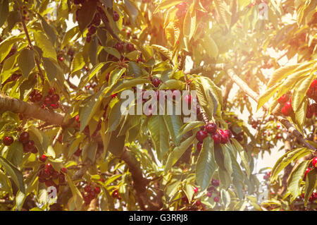 Ciliege acide su un albero nel frutteto Foto Stock