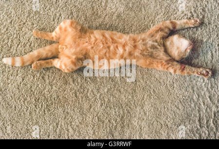 Un maschio di gatto di casa con zampe teso pan pacificamente sulla sua schiena su un soffice tappeto. Egli si è esaurito, rilassante e dormire come questo overhead fotografia orizzontale rivela. Foto Stock