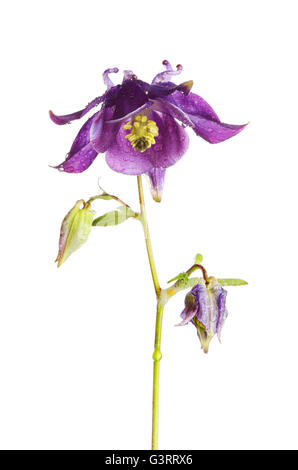 Viola Aquilegia fiori e boccioli isolata contro bianco Foto Stock