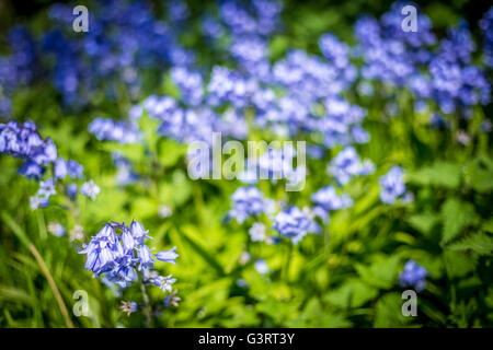 Campanule Foto Stock