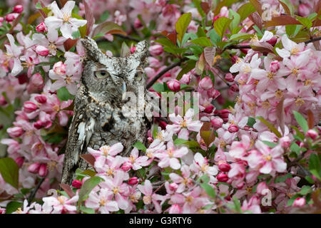 Eastern or Common Screech Owl (Megascops asio), fase grigia, seduta in fiore albero di mele, Stati Uniti orientali, di Skip Moody/Dembinsky Photo Assoc Foto Stock