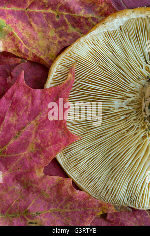 Le branchie della parte inferiore di Roger (fungo Russula Foetens) & Red Maple Leaf (acere rubrum), autunno e USA Foto Stock