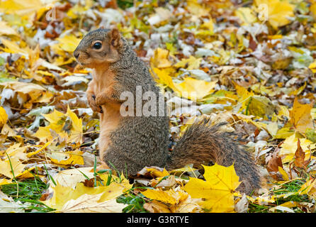Fox orientale scoiattolo (Sciurus niger) sul suolo della foresta, alla ricerca di cibo, l'autunno, e l'America del Nord Foto Stock