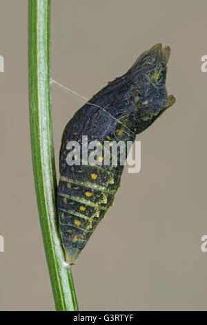 Pupa tarda fase del nero e coda forcuta farfalla (Papilio polyxenes) Nord America orientale Foto Stock