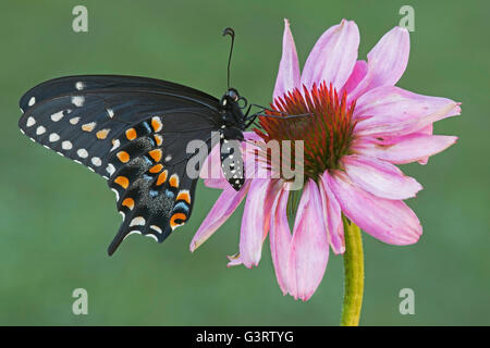 E Nero a farfalla a coda di rondine femmina adulta (Papilio polyxenes) alimentazione su Purple Coneflower (Echinacea purpurea) E STATI UNITI D'AMERICA Foto Stock