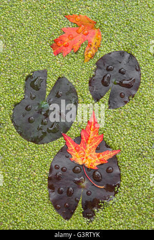 Acqua Lilys (Nymphaea odorata), Argento Foglie di Acero (Acer saccharinum) e lenticchie d'acqua (Lemna) su stagno e USA