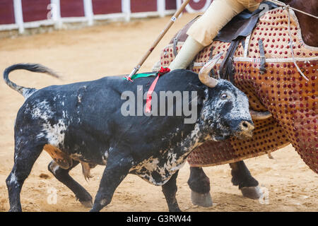 Picador torero, lancer il cui compito è quello di indebolire il bull di muscoli del collo, nella corrida fo a Ubeda, Provincia di Jaen, Spagna Foto Stock
