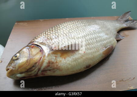 Fat big fish tipo selvatico carp dal fiume fortuna di cattura per fishman Foto Stock