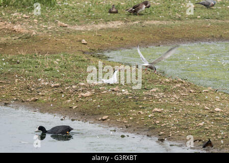 Una coppia di legame di sterne comuni, i battenti uno ha un pesce nel becco Foto Stock