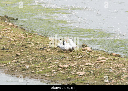 Una coppia di legame di sterne comuni Foto Stock