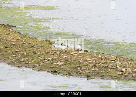 Una coppia di sterne comuni Foto Stock