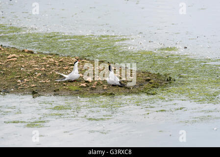 Una coppia di legame di sterne comuni Foto Stock