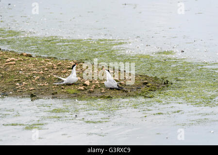 Una coppia di legame di sterne comuni Foto Stock