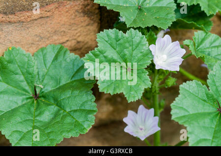 Fiori e foglie di malva Nana contro un muro di mattoni Foto Stock