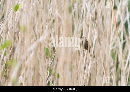 Una Sedge Trillo seduto in canne con una bocca piena di insetti e di altri elementi della preda Foto Stock