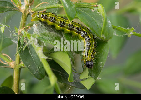 Buchsbaumzünsler, Buchsbaum-Zünsler, Raupe frisst un Buchsbaum, Buchs, Cydalima perspectalis, albero scatola di Tarma, Caterpillar, casella Foto Stock