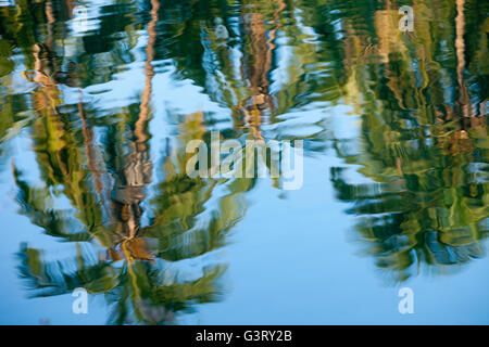 Riflessi di alberi di noce di cocco in stagno, vedute della baia di Kiholo, Isola delle Hawaii, Hawaii, STATI UNITI D'AMERICA Foto Stock