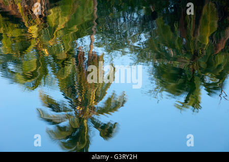 Riflessi di alberi di noce di cocco in stagno, vedute della baia di Kiholo, Isola delle Hawaii, Hawaii, STATI UNITI D'AMERICA Foto Stock