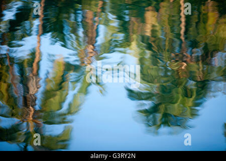 Riflessi di alberi di noce di cocco in stagno, vedute della baia di Kiholo, Isola delle Hawaii, Hawaii, STATI UNITI D'AMERICA Foto Stock