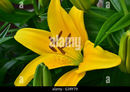 Close-up pictur del giglio giallo, belladonna (Orienpet Lily) mostra petali, stigmatizzazione, sepali, stame, antere il polline e il filamento. Foto Stock