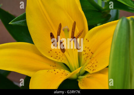 Close-up pictur del giglio giallo, belladonna (Orienpet Lily) mostra petali, stigmatizzazione, sepali, stame, antere il polline e il filamento. Foto Stock