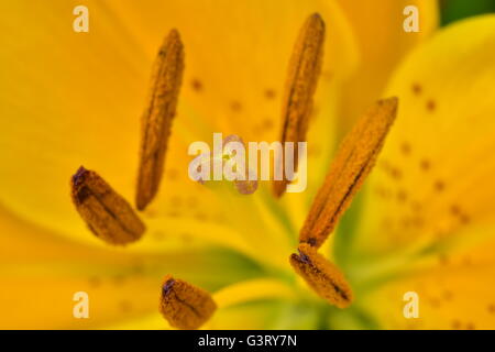 Close-up pictur del giglio giallo, belladonna (Orienpet Lily) mostra petali, stigmatizzazione, sepali, stame, antere il polline e il filamento. Foto Stock