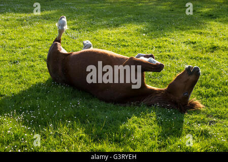 Pony di castagno avente un rullo in un campo erboso su una sera d'estate. Foto Stock