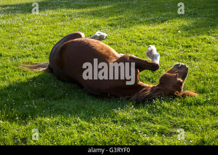Pony di castagno avente un rullo in un campo erboso su una sera d'estate. Foto Stock