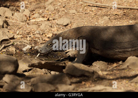 Drago di Komodo beve l'acqua Foto Stock