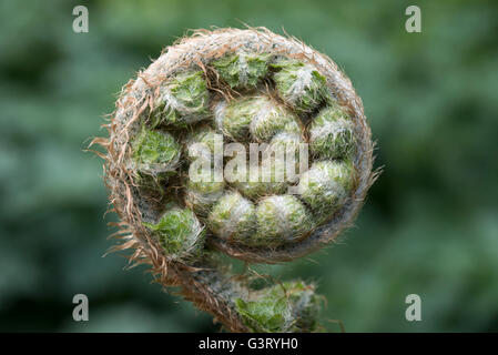 Spiegatura fern frond visto in stretta verso l'alto. Foto Stock