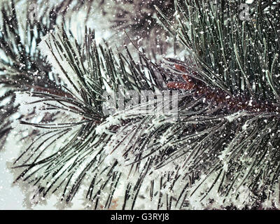 Snowy ramo di pino close up Foto Stock