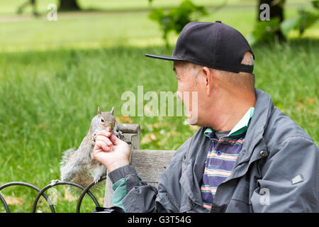 Londra, Regno Unito. 14 Giugno, 2016. Regno Unito meteo.14 giugno 2016, Londra, Regno Unito. Un uomo alimenta uno scoiattolo in St James Park, Londra,UK. Credito: Ed Brown/Alamy Live News Foto Stock