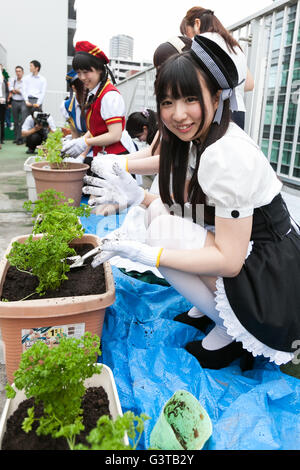 Tokyo, Giappone. Il 15 giugno, 2016. Akihabara cameriere Pianti vegetali su un giardino sul tetto al Giappone giornale agricolo edificio di Akihabara a giugno 15, 2016, Tokyo, Giappone. L'evento annuale organizzato dal gruppo NPO Licolita vede le cameriere e volontari da locale bar e negozi che unisce il Akihabara Orto progetto. Quest'anno 7 Akihabara cameriere piantato habanero, menta piperita, bhut jolokia e coriandolo. © Rodrigo Reyes Marin/AFLO/Alamy Live News Credito: Aflo Co. Ltd./Alamy Live News Foto Stock