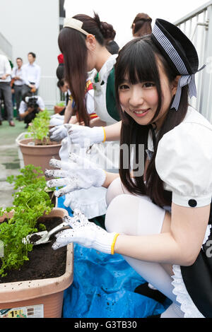 Tokyo, Giappone. Il 15 giugno, 2016. Akihabara cameriere Pianti vegetali su un giardino sul tetto al Giappone giornale agricolo edificio di Akihabara a giugno 15, 2016, Tokyo, Giappone. L'evento annuale organizzato dal gruppo NPO Licolita vede le cameriere e volontari da locale bar e negozi che unisce il Akihabara Orto progetto. Quest'anno 7 Akihabara cameriere piantato habanero, menta piperita, bhut jolokia e coriandolo. © Rodrigo Reyes Marin/AFLO/Alamy Live News Credito: Aflo Co. Ltd./Alamy Live News Foto Stock