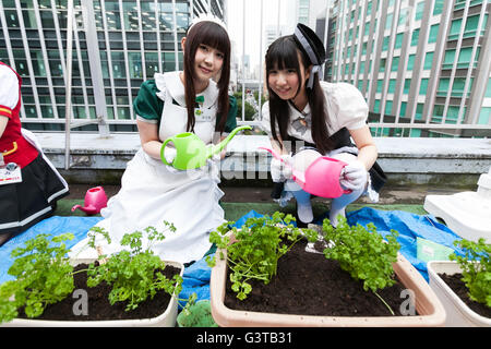 Tokyo, Giappone. Il 15 giugno, 2016. Akihabara cameriere Pianti vegetali su un giardino sul tetto al Giappone giornale agricolo edificio di Akihabara a giugno 15, 2016, Tokyo, Giappone. L'evento annuale organizzato dal gruppo NPO Licolita vede le cameriere e volontari da locale bar e negozi che unisce il Akihabara Orto progetto. Quest'anno 7 Akihabara cameriere piantato habanero, menta piperita, bhut jolokia e coriandolo. © Rodrigo Reyes Marin/AFLO/Alamy Live News Credito: Aflo Co. Ltd./Alamy Live News Foto Stock