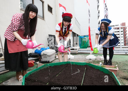 Tokyo, Giappone. Il 15 giugno, 2016. Akihabara cameriere versare acqua su un giardino sul tetto al Giappone giornale agricolo edificio di Akihabara a giugno 15, 2016, Tokyo, Giappone. L'evento annuale organizzato dal gruppo NPO Licolita vede le cameriere e volontari da locale bar e negozi che unisce il Akihabara Orto progetto. Quest'anno 7 Akihabara cameriere piantato habanero, menta piperita, bhut jolokia e coriandolo. © Rodrigo Reyes Marin/AFLO/Alamy Live News Credito: Aflo Co. Ltd./Alamy Live News Foto Stock